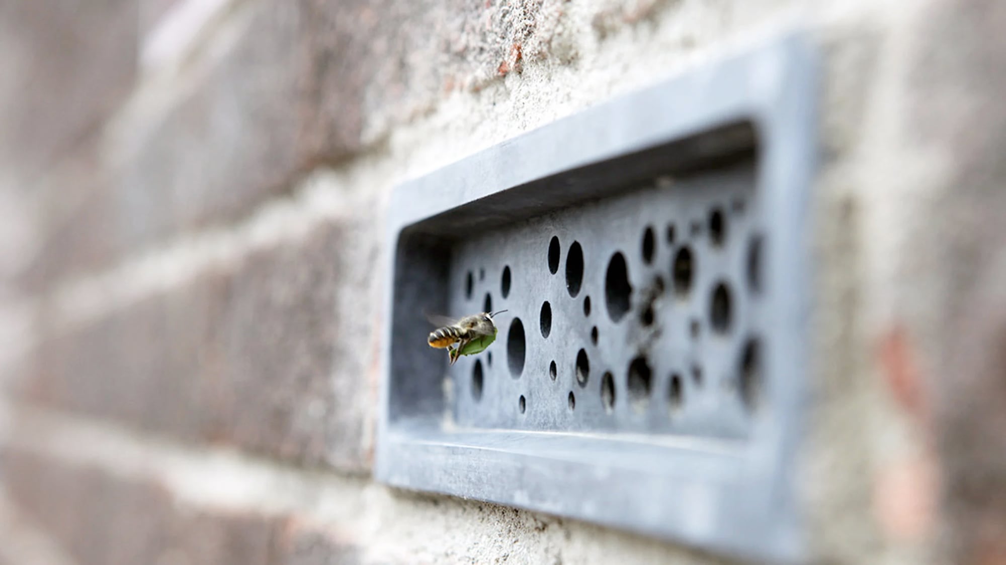 Tiny Holes Drilled into Bricks Provide Miniature Homes for Solitary Bees