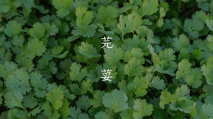 沒有香菜味！繁中新字體「芫荽」：台灣第一套開源的硬筆楷書字型，開放免費下載