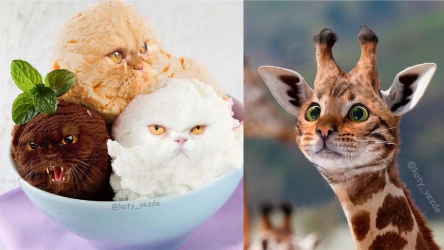 萬物皆可喵！跟著數位創作者 Koty Vezd 高超的「貓咪換頭術」一起進入貓宇宙