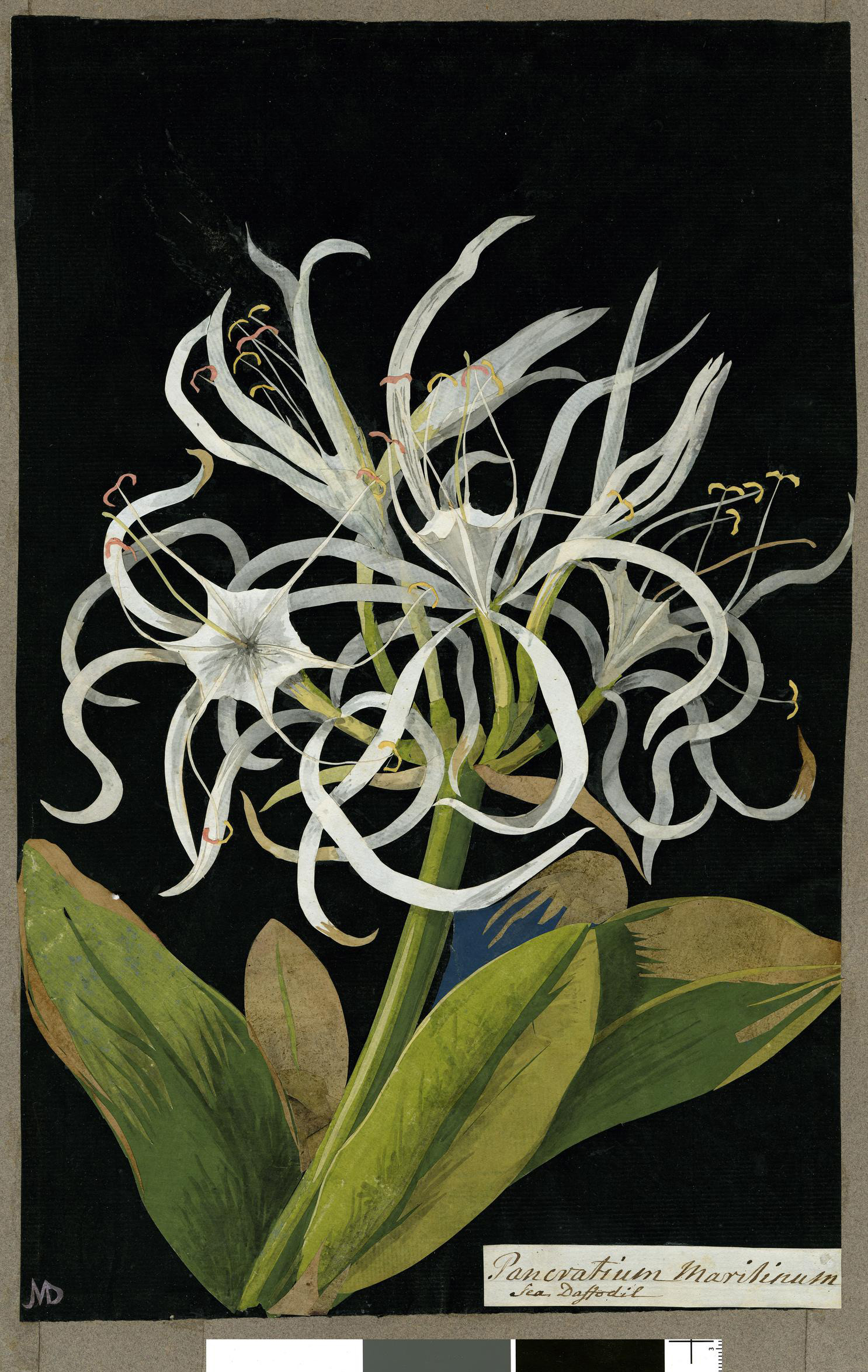 Explore Hundreds of Exquisite Botanical Collages Created by an 18th-Century Septuagenarian Artist
