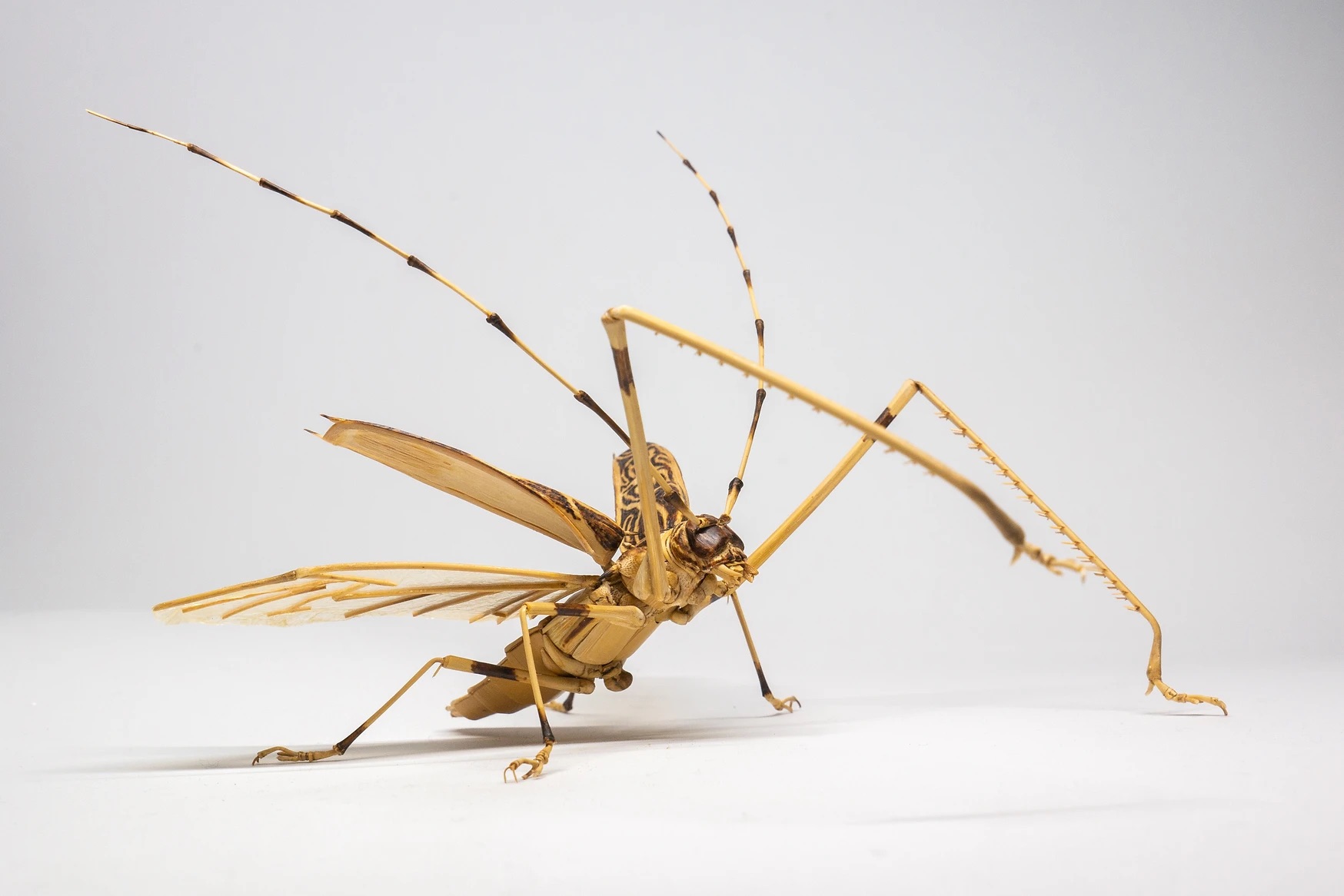 Insects Metamorphose from Bamboo in Noriyuki Saitoh’s Meticulous Sculptures
