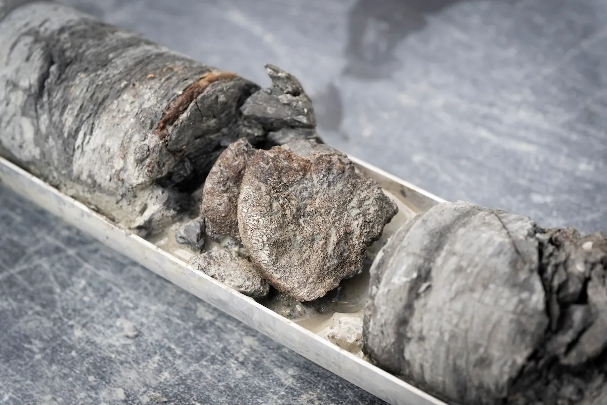 Denver Museum Discovers 67.5 Million-Year-Old Fossil Under Parking Lot